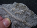 Encrinus liliiformis #1