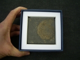 Dactyloceras in Geschenkbox