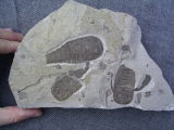 Eurypteriden-Platte