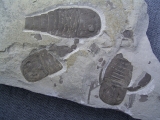 Eurypteriden-Platte