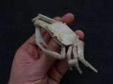 Macrophtalmus crab, Madagascar #2
