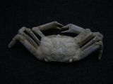 Krebs Macrophtalmus aus Madagaskar # 2