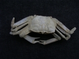 Krebs Macrophtalmus aus Madagaskar # 2