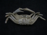 Krebs Macrophtalmus aus Madagaskar # 2
