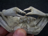 Krebs Macrophtalmus aus Madagaskar # 2