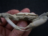 Krebs Macrophtalmus aus Madagaskar # 2
