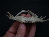 Krebs Macrophtalmus aus Madagaskar # 2