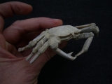 Krebs Macrophtalmus aus Madagaskar # 2
