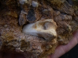 Schizotherium Kiefer und Knochen