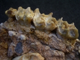 Schizotherium Kiefer und Knochen