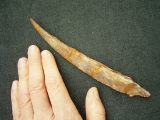 Haistachel Hybodus