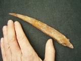 Haistachel Hybodus