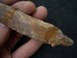 Haistachel Hybodus