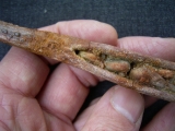 Haistachel Hybodus