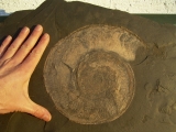 Großer Harpoceras aus Holzmaden