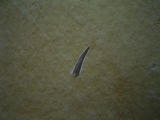 Flugsaurier Zahn Rhamphorhynchus