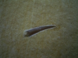Flugsaurier Zahn Rhamphorhynchus
