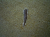 Flugsaurier Zahn Rhamphorhynchus