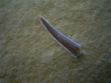 Flugsaurier Zahn Rhamphorhynchus