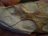 Nothosaurus Schädel aus dem Muschelkalk