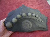 Ammonit Dactyloceras mit Pyritkugeln