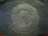 Ammonit Dactyloceras mit Pyritkugeln