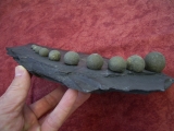 Ammonit Dactyloceras mit Pyritkugeln