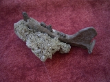 Potamotherium Kiefer aus dem Oligozän
