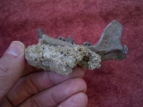 Potamotherium Kiefer aus dem Oligozän