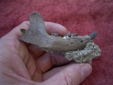 Potamotherium Kiefer aus dem Oligozän