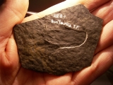 Insektenfossil (Schabe) aus dem Perm