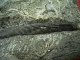Haistachel Egertonodus basanus