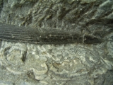 Haistachel Egertonodus basanus