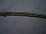 Flugsaurier Flügel Rhamphorhynchus