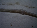 Flugsaurier Flügel Rhamphorhynchus