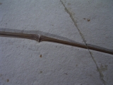 Flugsaurier Flügel Rhamphorhynchus