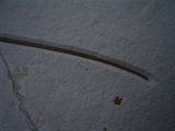 Flugsaurier Flügel Rhamphorhynchus