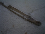 Flugsaurier Flügel Rhamphorhynchus