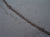 Flugsaurier Flügel Rhamphorhynchus