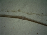 Flugsaurier Flügel Rhamphorhynchus