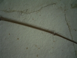 Flugsaurier Flügel Rhamphorhynchus