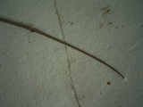 Flugsaurier Flügel Rhamphorhynchus