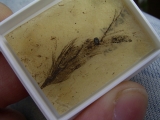 Vogelfeder und Pflanzensamen aus Messel