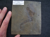 Bird leg Messel mpit