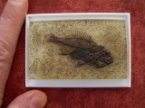 Amphiperca multiformis # 3