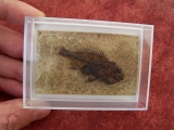 Amphiperca multiformis # 3