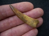 Pterosaur tooth Sorrocopteryx morocens