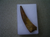 Flugsaurierzahn Sirrocopteryx