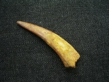 Flugsaurierzahn Sirrocopteryx