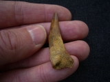 Flugsaurierzahn Sirrocopteryx